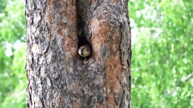 Bir çift serçe bir ağacın oyuk içinde yuva viet - yuvada ot ve dalları sürükleyerek.