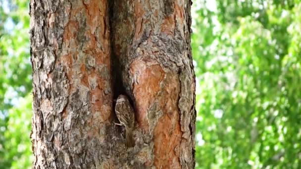 A pair of sparrows viet nest in the hollow of a tree - dragging grass and twigs in the nest. — Stock Video