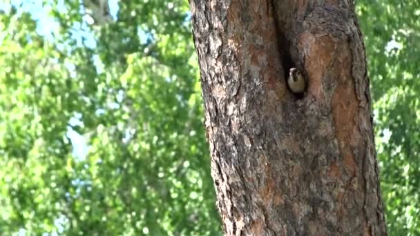 Ein paar Spatzen nisten in der Mulde eines Baumes - ziehen Gras und Zweige ins Nest. — Stockvideo