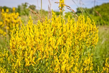 Bir boya süpürgesi Sarı Çiçekler (Genista tinctoria, dyer's greenweed). Tıbbi bitki ve tekstil boyama için kullanılır.