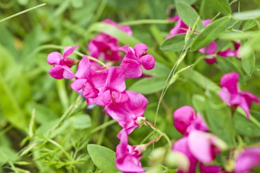 Bulanık bir arka plan üzerinde bir çayır tatlı bezelye parlak leylak çiçekler. Yumuşak seçici odak. Tasarım için şablon.