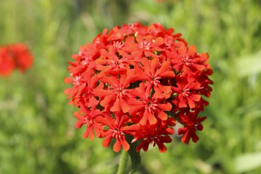 Lychnis'in yakın çekiminde bir demet kırmızı çiçek. Dekoratif çiçekler.