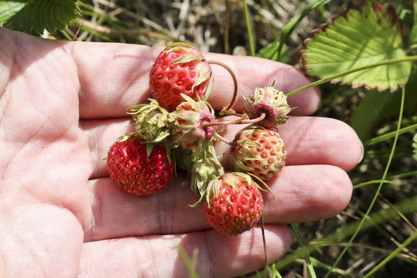 Érett Piros Bogyók Vad Eper Rét Fragaria Viridis Kezét Termésükért — Stock Fotó