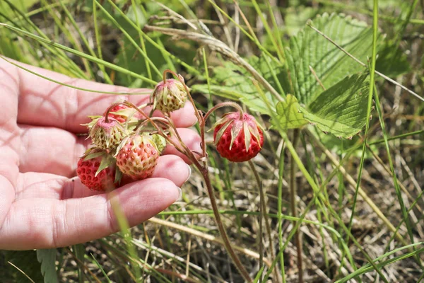 Érett Piros Bogyók Vad Eper Rét Fragaria Viridis Kezét Termésükért — Stock Fotó