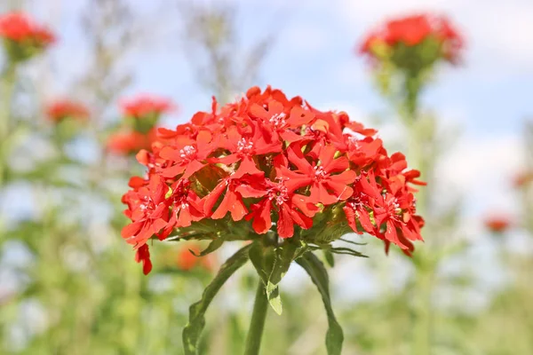 Bunch Red Flowers Lychnis Closeup Decorative Flowers — Stock Photo, Image