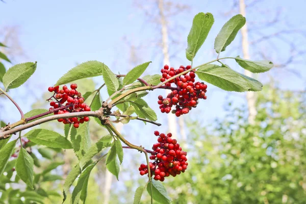 Zralý Červený Elderberry Léčivé Rostliny — Stock fotografie