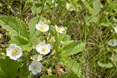 Vahşi çayır çilek (Fragaria viridis) beyaz çiçekler. Çayır çilek bitki çiçekleri.