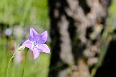 Orman Campanula Lila çiçekler. Bulanık yaz ormanı arka planı.