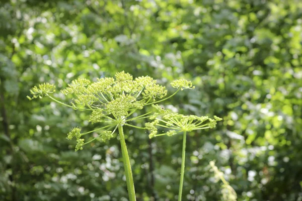 Inflorescencia Planta Gigante Hogweed Heracleum Sibiricum Una Planta Venenosa — Foto de Stock