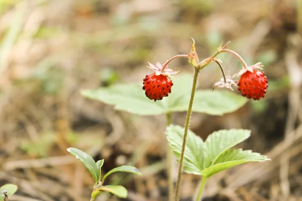 Ripe Berries Wild Strawberry Fragaria Vesca Wild Plants Selective Focus — Stock Photo, Image