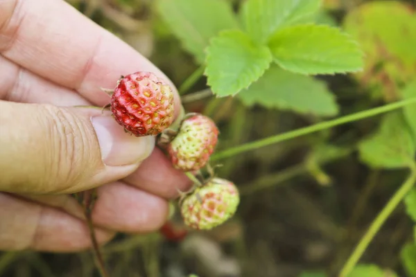 Érett Piros Bogyók Vad Eper Rét Fragaria Viridis Kezét Termésükért — Stock Fotó