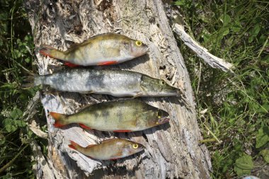 Sabah yakalamak - pike ve tünek eski ahşap üzerinde yalan. Başarılı balıkçılık.