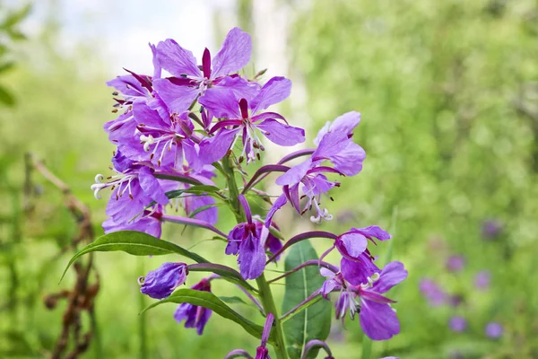 Purple Fireweed Flower Chamaenerion Angustifolium Blurred Green Natural Background — Stock Photo, Image