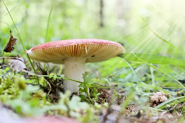 在阳光照射下 大而强壮的鲁苏拉 戴着红色帽子 可爱的蘑菇生长在俄罗斯萨伊塔伊加的林根浆果灌木丛中 — 图库照片