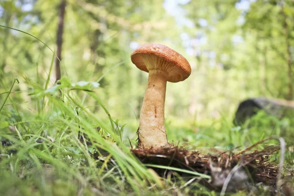 在针叶林的草地上生长着一只强壮的红松菇 乳松香菇 — 图库照片