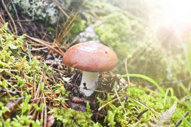 Yenilebilir mantar kaygan jack veya yapışkan topuz, Güneş ışığı ışınlarısu suillus luteus. Boletus mantarı kozalaklı ormanda yosun ve lingonberry çalılar arasında büyüdü.