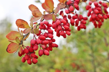 Bir demet olgun kırmızı böğürtlen. Sonbahar zamanı.