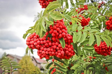 Olgun kırmızı-turuncu rowan meyveleri demetleri. Sonbahar zamanı.