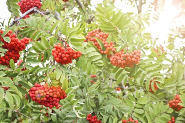 Olgun kırmızı-turuncu rowan meyveleri demetleri. Sonbahar zamanı.