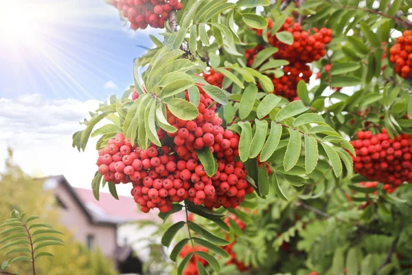 Des Grappes Baies Mûres Rowan Rouge Orange Heure Automne — Photo