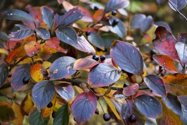 Sonbahar arka plan - karanlık ve kırmızı yaprakları ve ormanda cotoneaster meyveleri. Hint yazı.