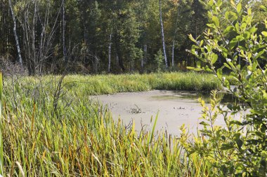 Saz ve kedi kuyruğuyla büyümüş bir bataklık. Su yüzeyi ördek weed ile büyümüştür. Geçilmez bataklıklar.