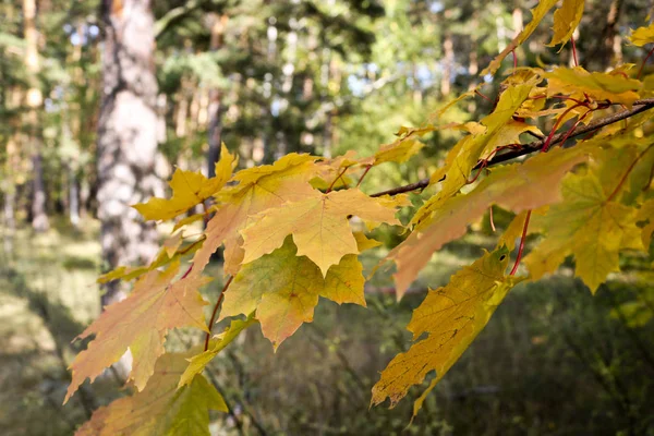 Осенний Фон Желтые Листья Канадских Кленовых Деревьев Индийское Лето — стоковое фото