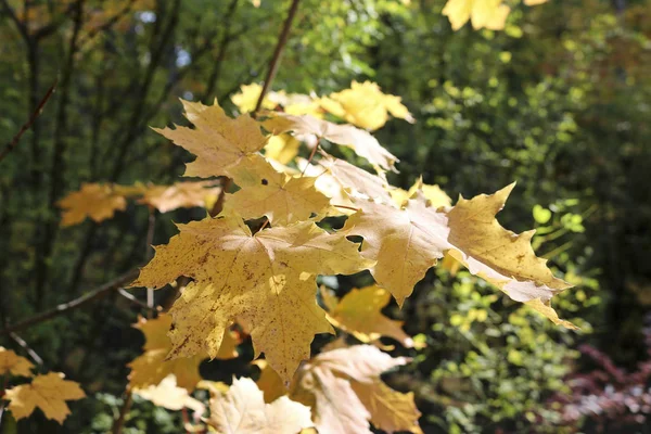 Herbst Hintergrund Gelbliche Blätter Von Kanadischen Ahornbäumen Indischer Sommer — Stockfoto