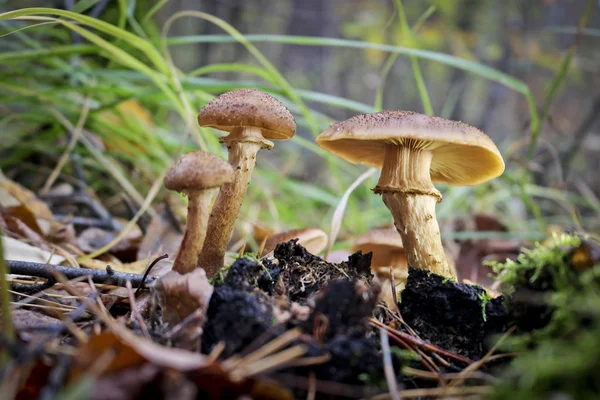 Ernte Der Pilze Honigpilz Armillaria Mellea Eine Familie Von Speisepilzen — Stockfoto