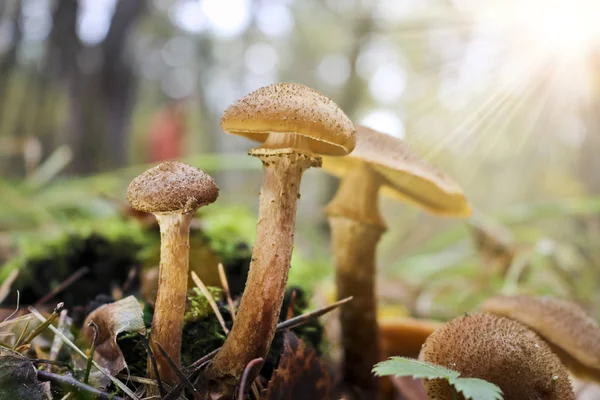 收获蘑菇蜂蜜菌 阿米利亚梅利亚 秋天森林中食用蘑菇家族 — 图库照片