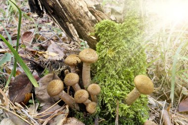 Mantar bal mantar Hasat (Armillaria mellea) - sonbahar ormanlarında güneş ışığı ışınları yenilebilir mantar bir aile.