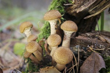 Mantar bal mantar Hasat (Armillaria mellea) - sonbahar ormanyenilebilir mantar bir aile.