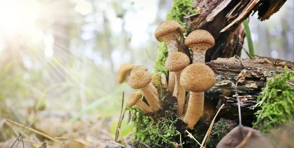 Sklízí Žampiony Medové Houby Armillaria Mellea Rodina Jedlých Hub Paprscích — Stock fotografie