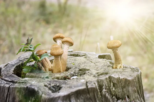 收获蘑菇蜂蜜真菌 阿米利亚梅利亚 在秋林阳光照下食用蘑菇家族 — 图库照片