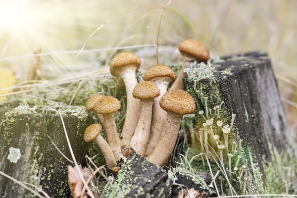 Ernte Der Pilze Honigpilz Armillaria Mellea Eine Familie Von Speisepilzen — Stockfoto