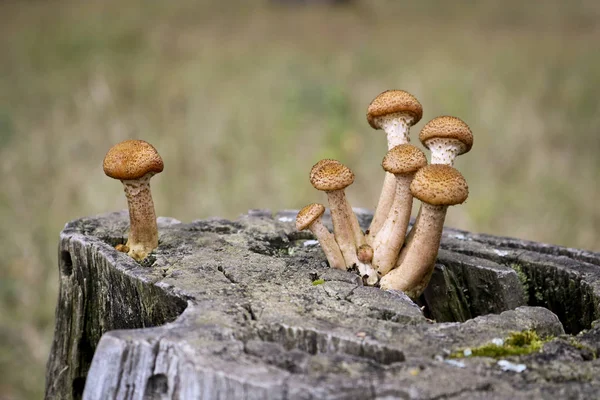 Colheita Fungos Mel Cogumelos Armillaria Mellea Uma Família Cogumelos Comestíveis — Fotografia de Stock