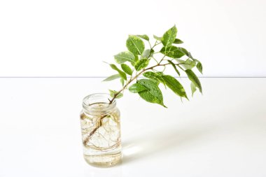 Sprig Ficus Benjamin. Kesme yöntemiyle çoğalma. Hafif arka planda genç bir ev bitkisi.