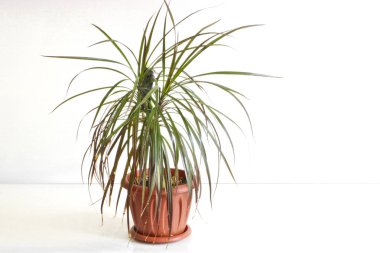 Dracaena 'da. Hafif arka planda bir tencerede kapalı bir bitki..