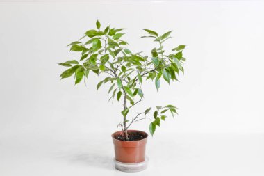 Ficus Benjamin. Hafif arka planda genç bir ev bitkisi.