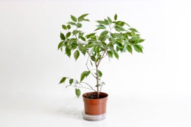Ficus Benjamin. Hafif arka planda genç bir ev bitkisi.