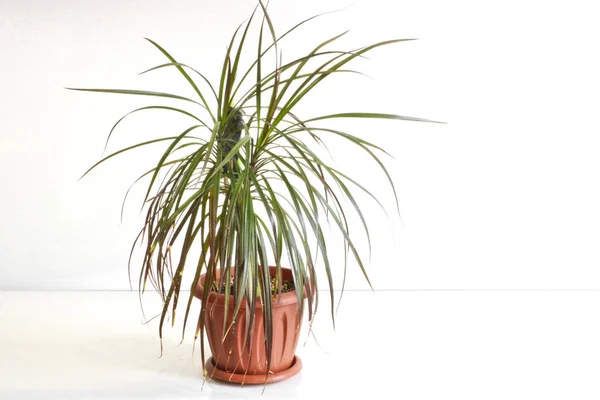Dracaena 'da. Hafif arka planda bir tencerede kapalı bir bitki..