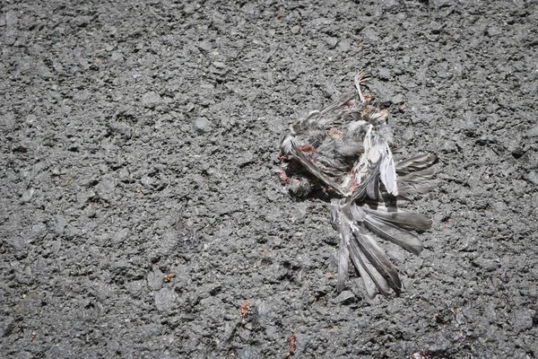 Ptak Wozu Asfaltowej Drodze Zmiażdżony Przez Samochód Koncepcja Śmierci Zwierząt — Zdjęcie stockowe