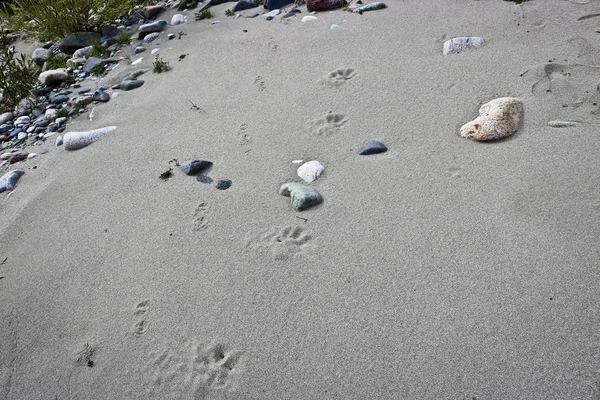 Spuren Eines Bären Und Eines Bärenjungen Auf Flusssand Taiga Sibirien — Stockfoto