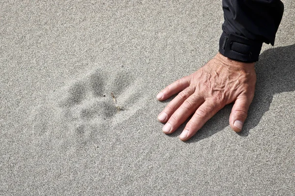 Fußabdruck Eines Bären Sand Vergleich Einer Männlichen Hand — Stockfoto