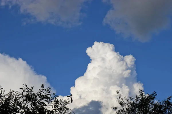 Mavi Gökyüzü Yaprakların Arka Planında Bir Kümülüs Dağı — Stok fotoğraf