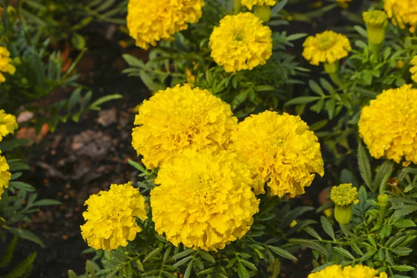 Lawn flowers are large yellow Mexican marigold (Tagetes erecta). Close-up.