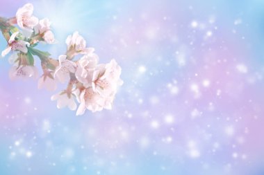 Seçici odaklanma. Bahar arkaplanı - beyaz kiraz çiçekleri, bulanık arkaplan. Tasarım şablonu.