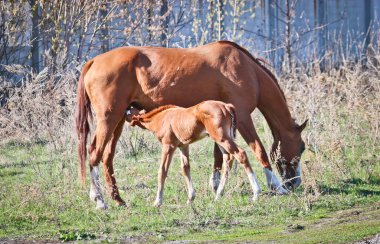 Kestane tayı anaç meme emer. İlkbahar