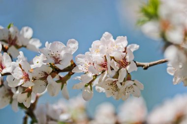 Seçici odaklanma. Bahar arkaplanı - beyaz kiraz çiçekleri, bulanık arkaplan. Tasarım şablonu.