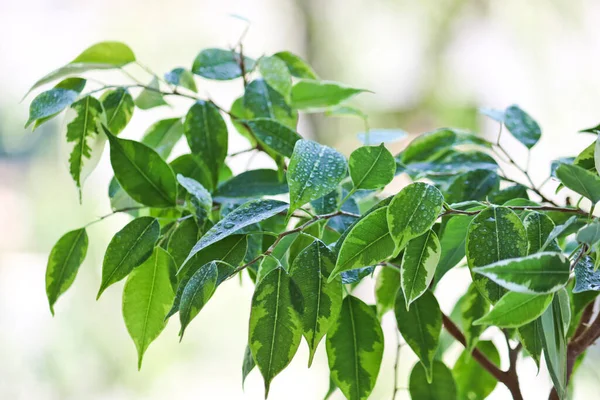 Selective focus. Ficus tree leaves in large drops of water. Weeping fig, benjamin fig (Ficus benjamina). Close-up. Natural background.